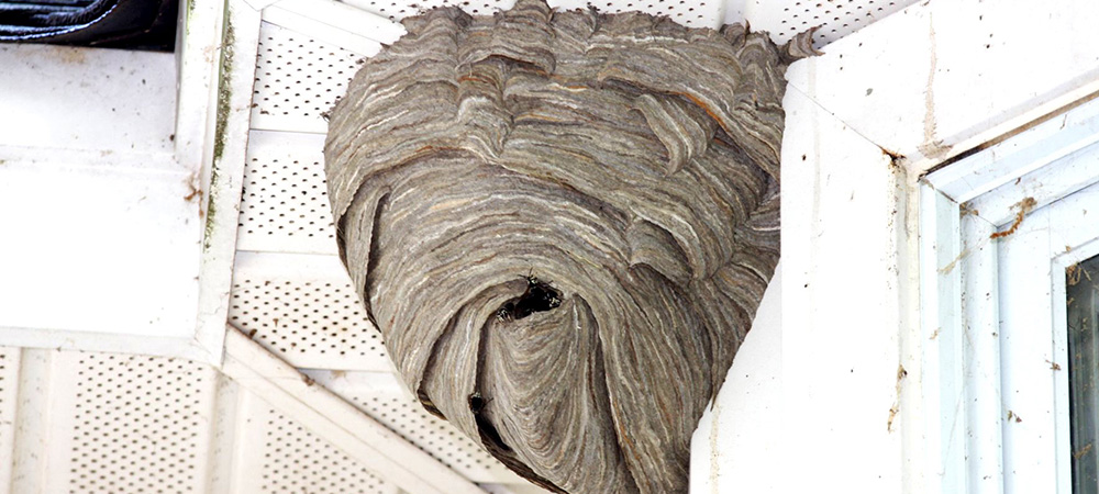 Hornet nest removal in Greater Montreal