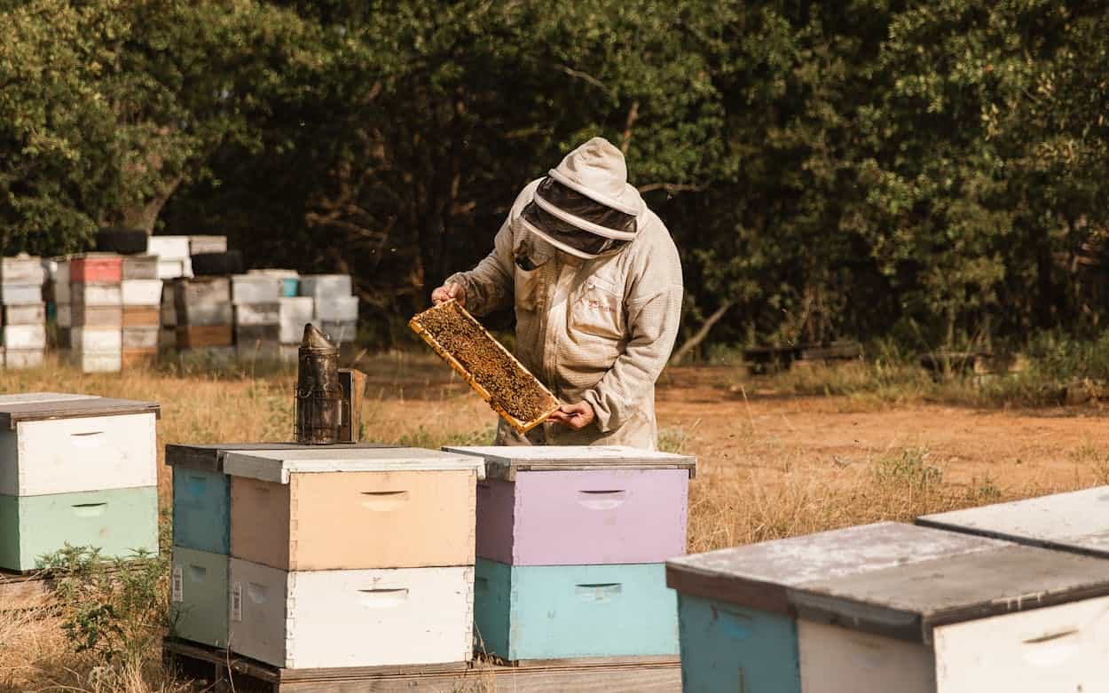 Honeybee relocation service Montreal