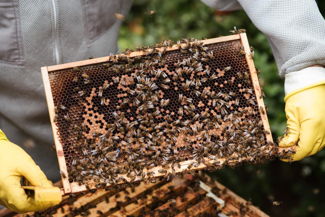 Bee and wasp prevention treatment