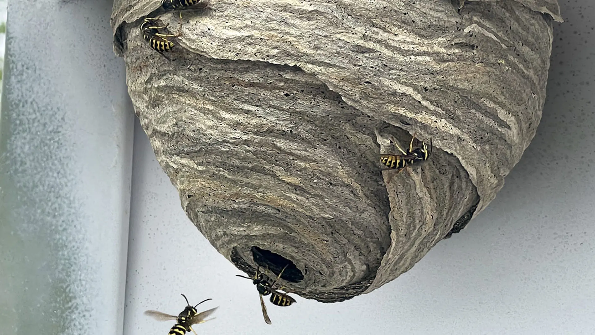 Wasp nest removal service in Montreal